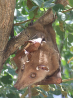 Fruit Bat Fruit Bat